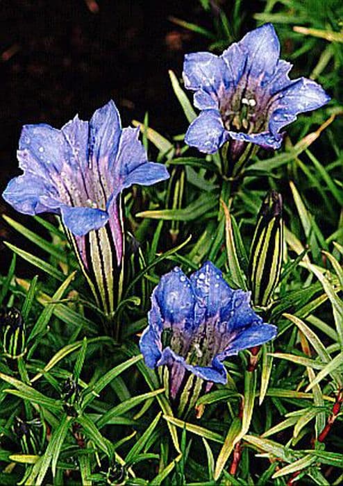 Macaulay gentian