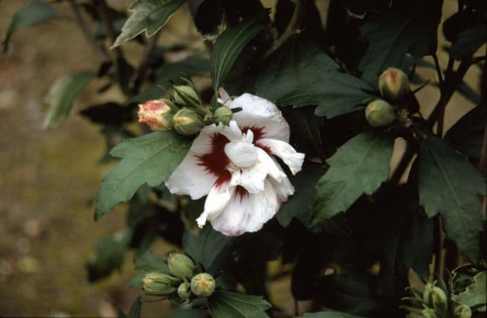 rose of Sharon 'Cicola'