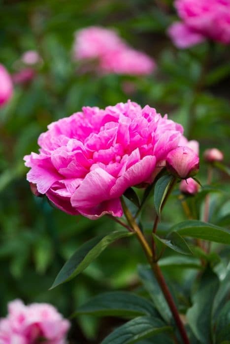 peony 'Emma Klehm'