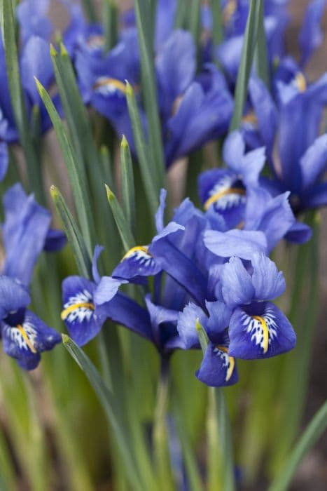 iris 'Harmony'