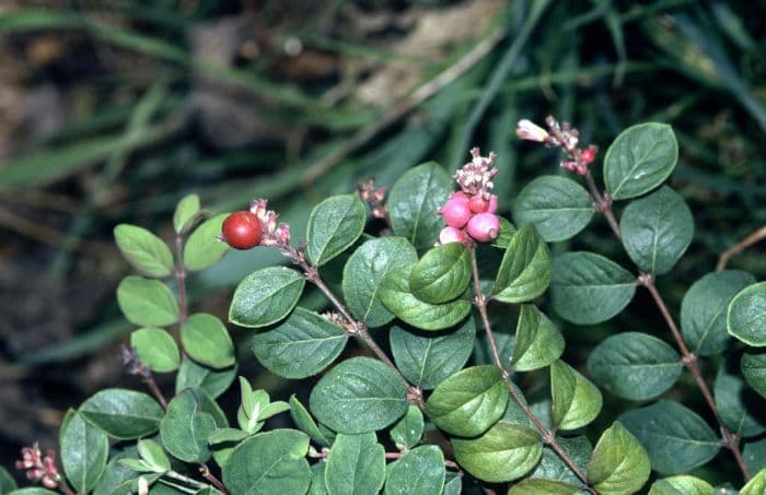 snowberry 'Hancock'