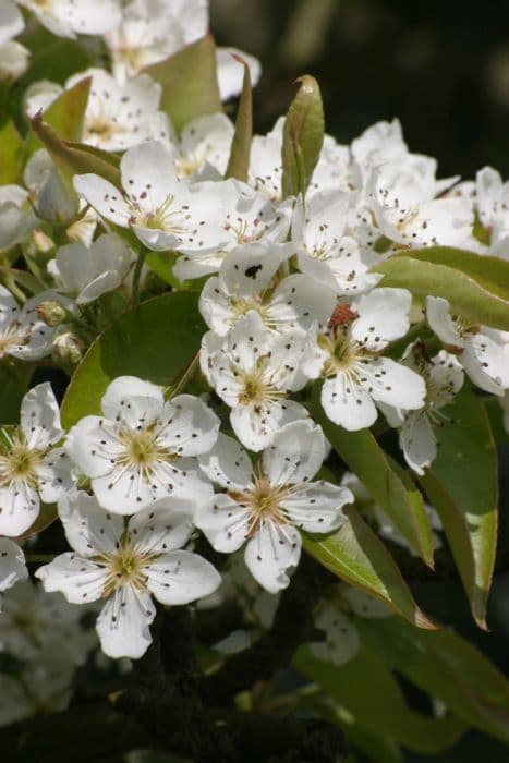 wild Himalayan pear