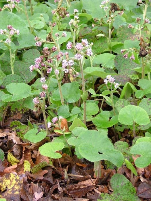 winter heliotrope