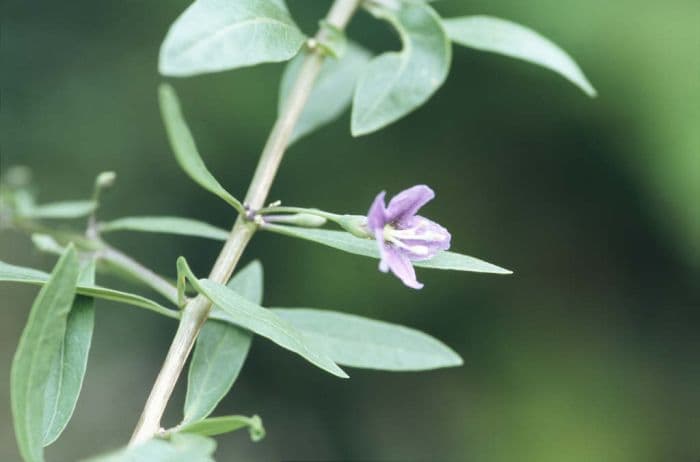 Duke of Argyll's tea tree