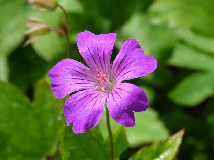 knotted cranesbill 'Swish Purple'