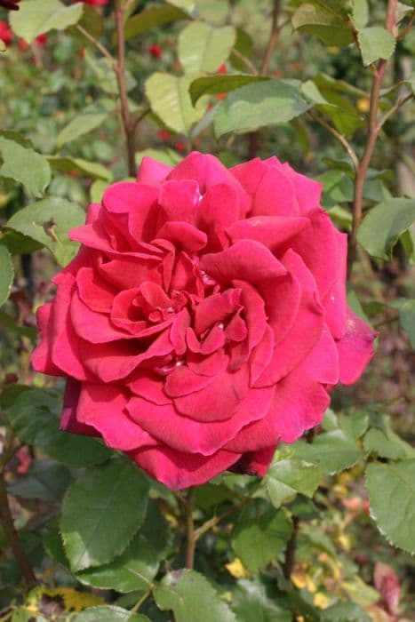 Rose [Velvet Fragrance]