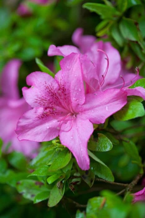 rhododendron 'Blue Danube'