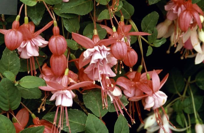 fuchsia 'Heidi Ann'