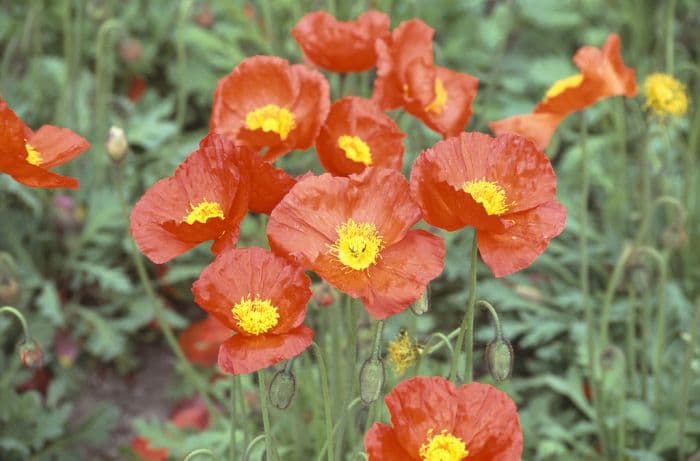 Icelandic poppy 'Solar Fire Orange'