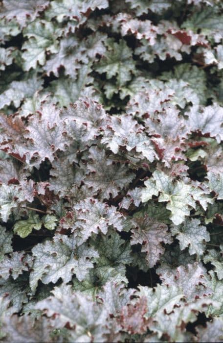 alum root 'Burgundy Frost'