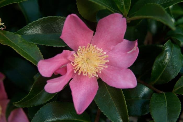 camellia 'Tanya'