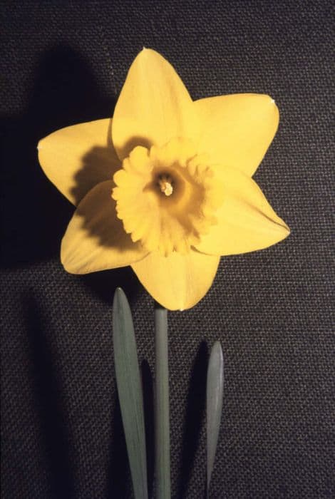 daffodil 'Viking'