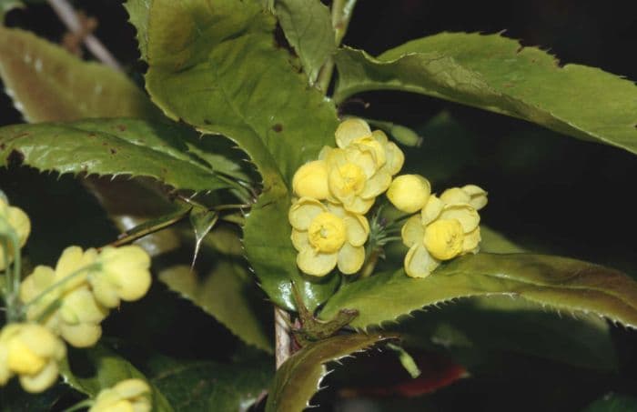 hybrid mahonia