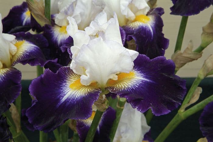 iris 'Noctambule'