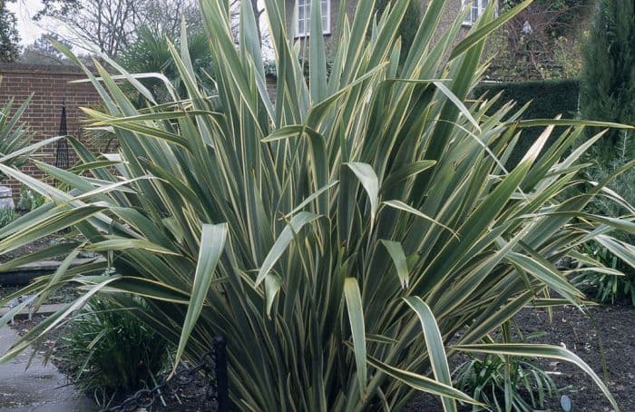 variegated New Zealand flax