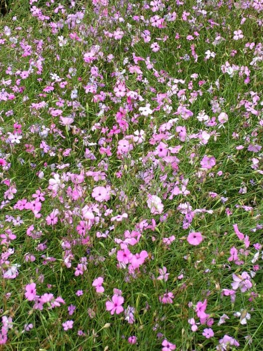 rose of heaven