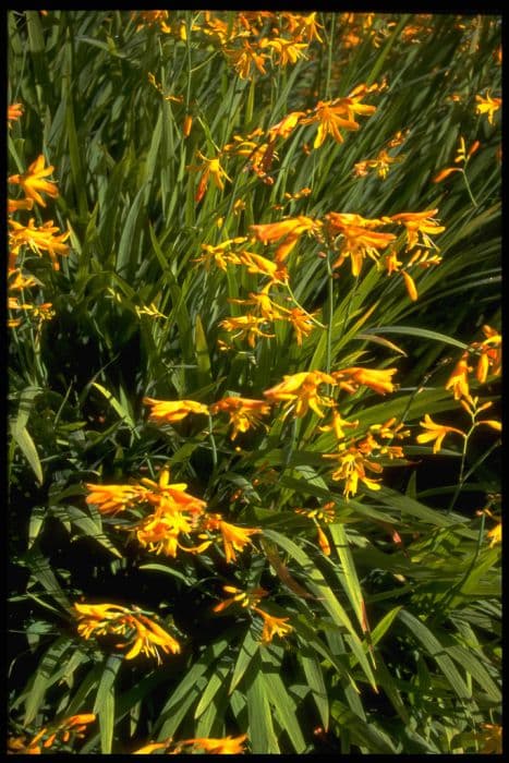 montbretia 'Canary Bird'