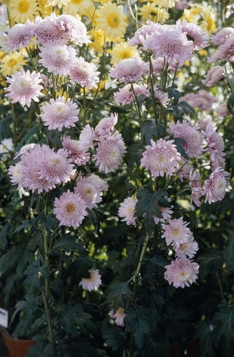 Chrysanthemum 'Pink Deane Joy'