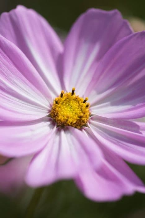 cosmea 'Cosimo Pink-White'