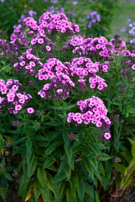 perennial phlox 'Grenadine Dream'