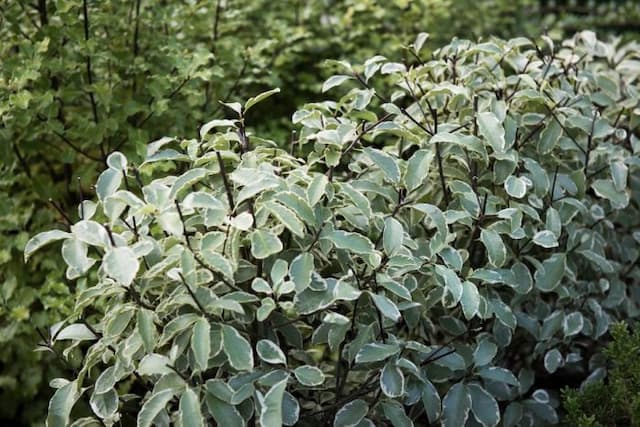 Pittosporum 'Collaig Silver'