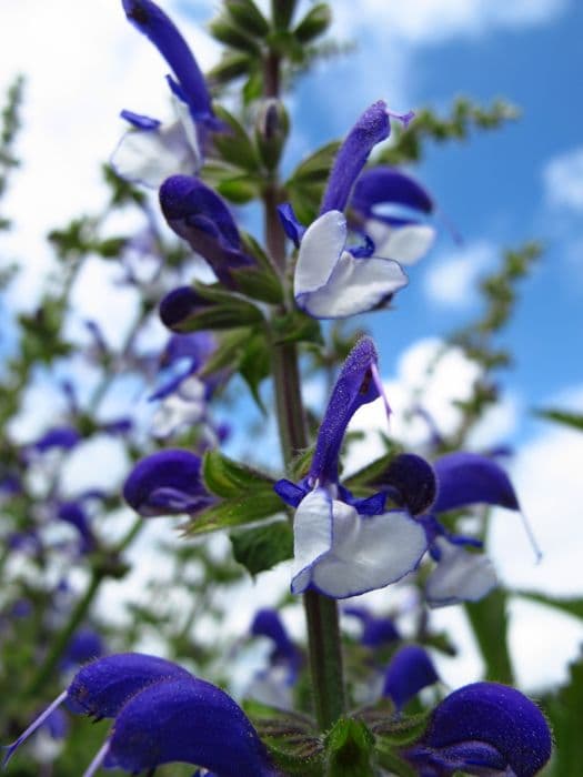 sage 'Madeline'