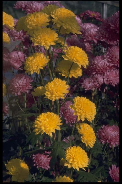 Chrysanthemum 'Robeam'