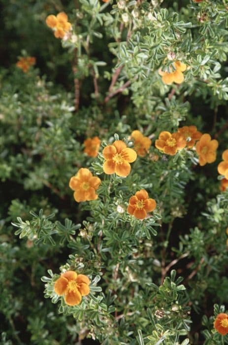 shrubby cinquefoil 'Hopleys Orange'