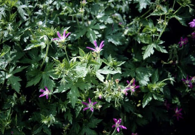 Thurston's cranesbill