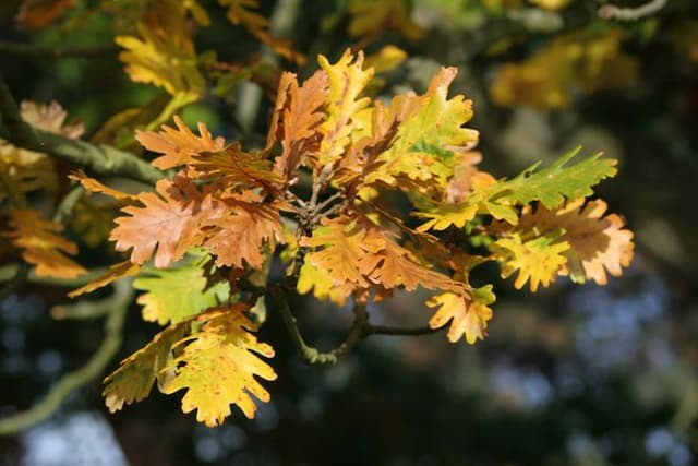 Hungarian oak
