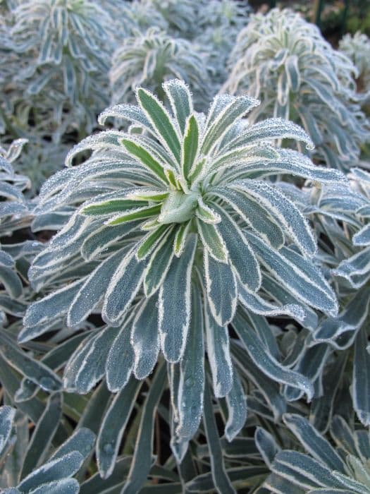 spurge 'Glacier Blue'