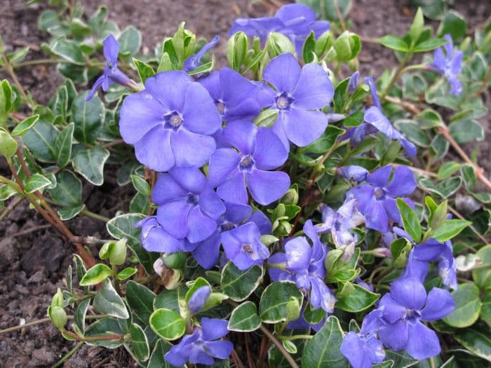 lesser periwinkle 'Ralph Shugert'