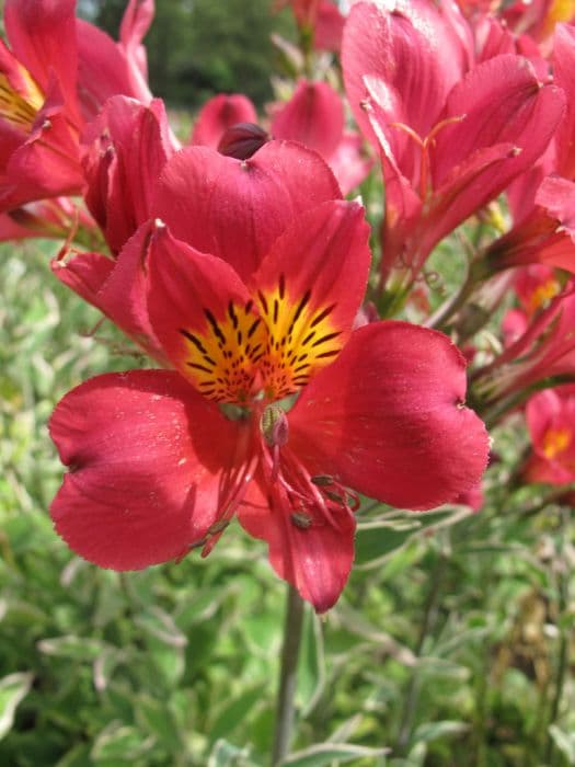 Peruvian lily 'Phoenix'