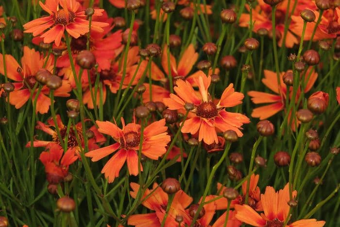 tickseed 'Pumpkin Pie'