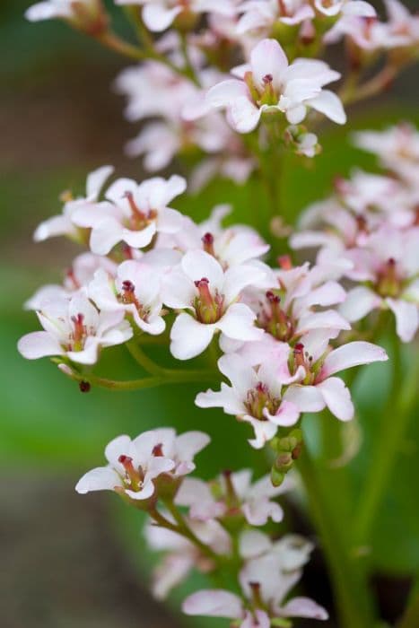 elephant's ears 'Bressingham White'