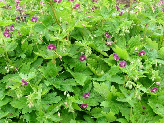 Munich cranesbill 'Muldoon'