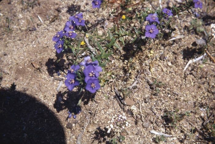 blue pimpernel