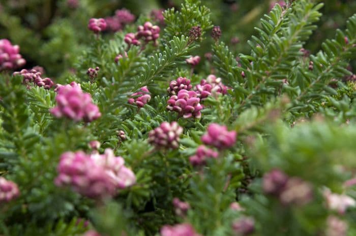 woolly grevillea 'Mount Tamboritha'