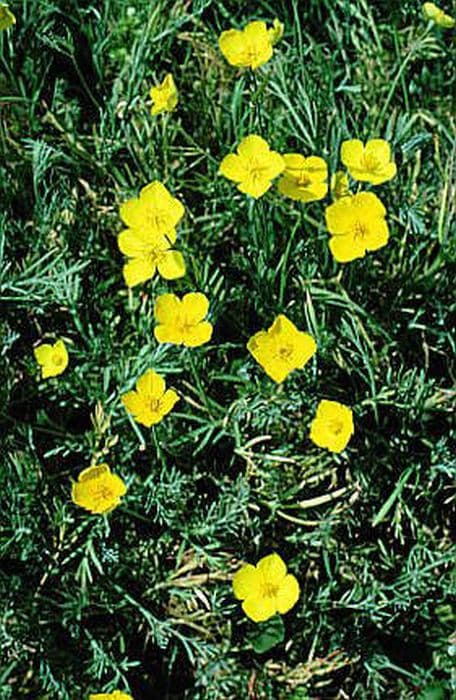 tufted California poppy