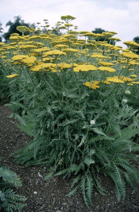 yarrow 'Coronation Gold'