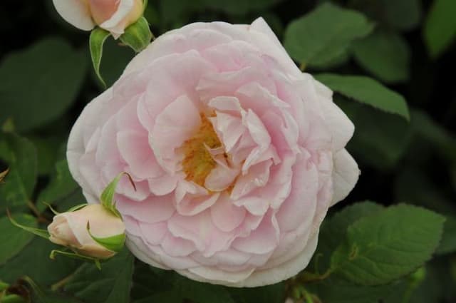 Rose [Queen Anne]