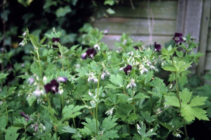 variegated dusky cranesbill