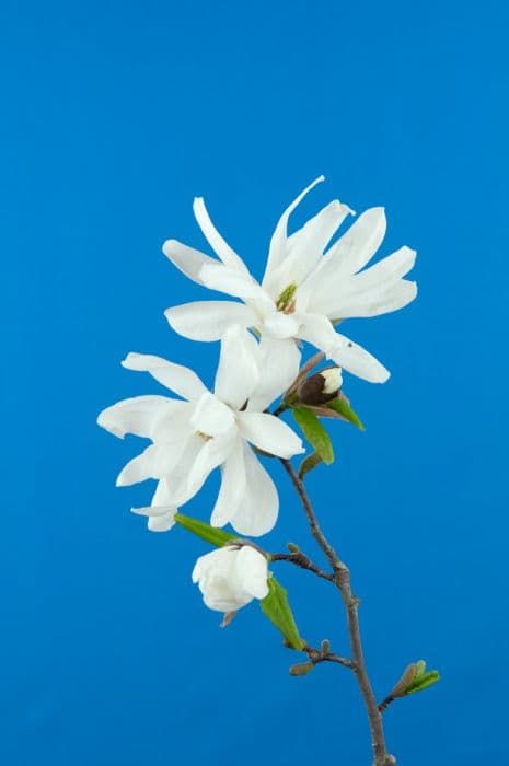 star magnolia 'Scented Silver'