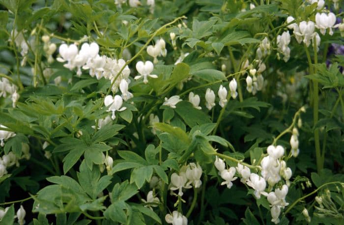 white bleeding heart