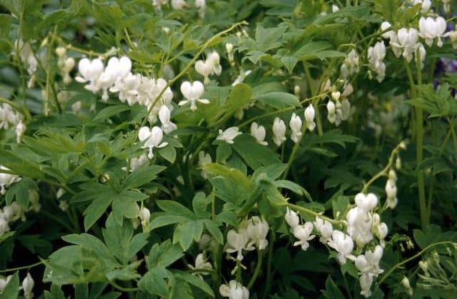 White bleeding heart