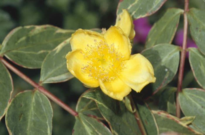 St John's wort 'Tricolor'