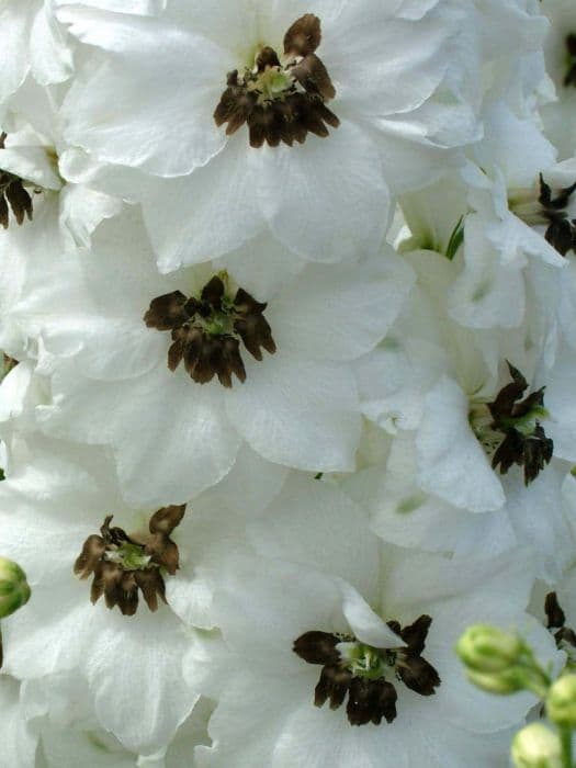 delphinium 'Lilian Bassett'