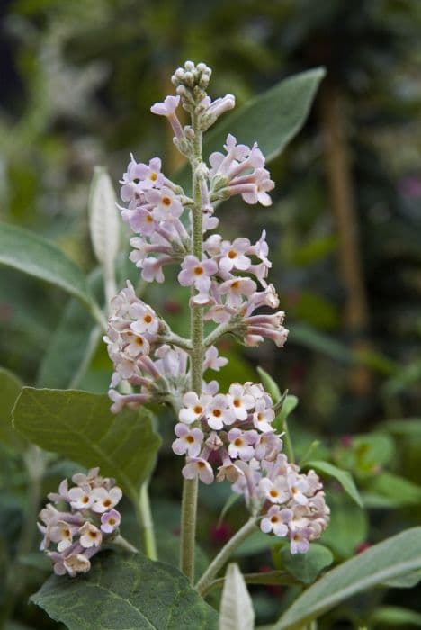 pale butterfly bush