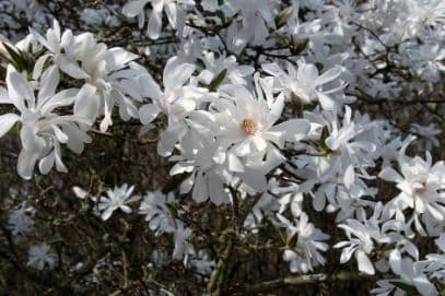 Loebner Magnolia 'Ballerina'