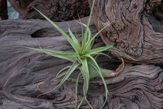 Berger's air plant